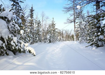Winter Landscape