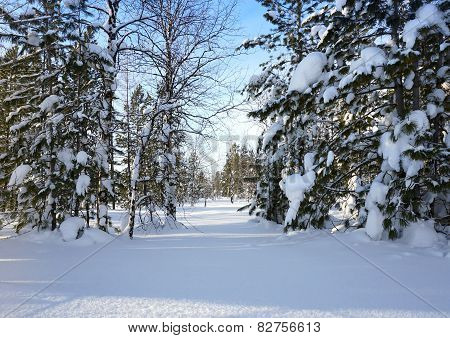 Winter Landscape