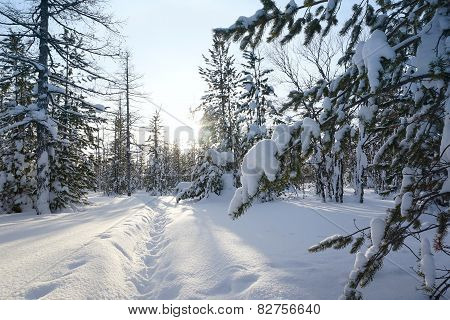 Winter Landscape