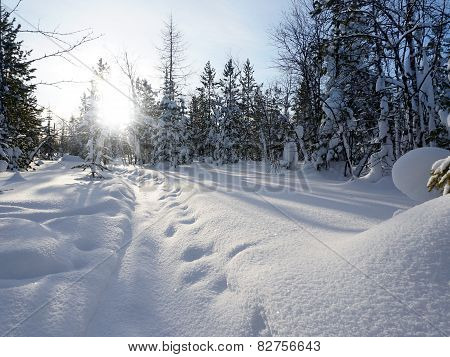 Winter Landscape