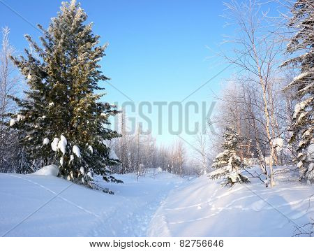 winter landscape