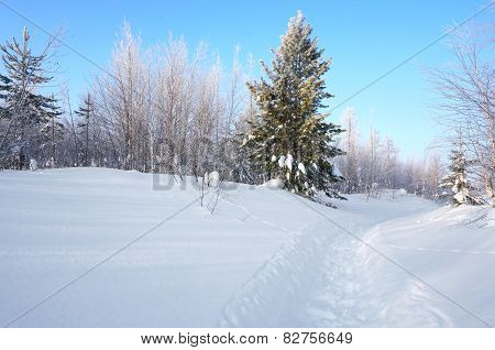 winter landscape