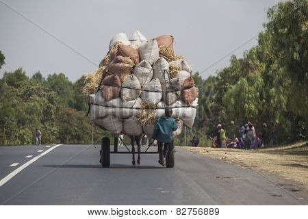 The Boys Transports Hay With A Donkey