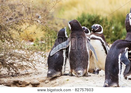 Magellanic Penguin (Spheniscus magellanicus) in Patagonia