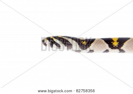 Mandarin Rat Snake isolated on white background.