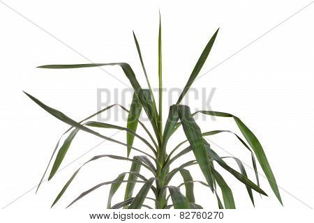 The Yucca Flower