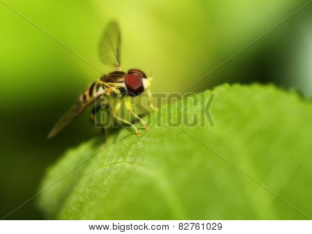Macro Shot Of A Hover Fly In Soft Focus