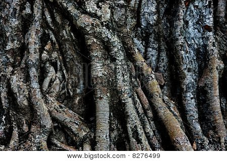 Root Tree
