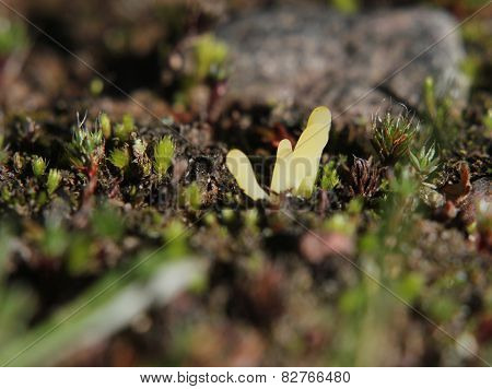 Coral Fungus