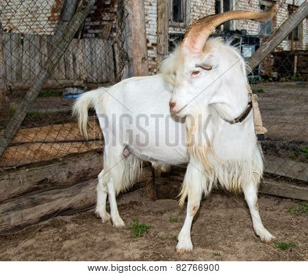 He-goat on farm.