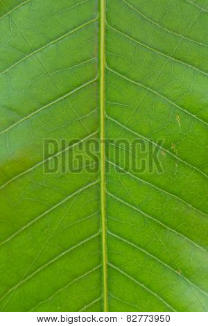 Surface of green leaf