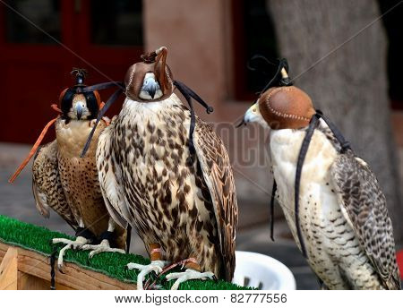 Hunting Falcons, Abu Dhabi, United Arab Emirates