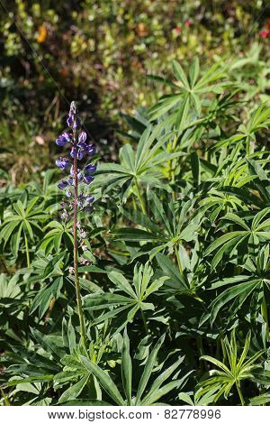 Garden Lupin