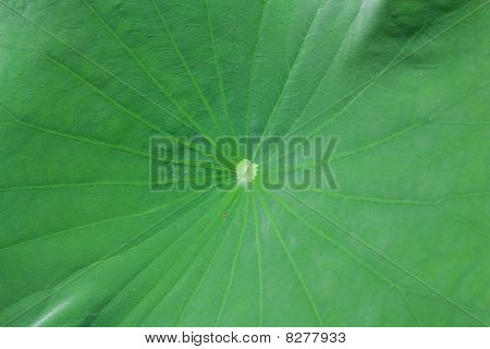 Vihreä Lotus