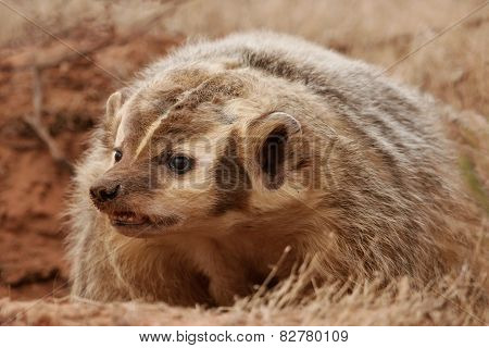 American Badger (taxidea Taxus)