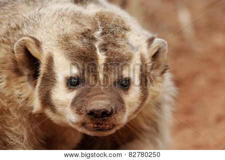 American Badger (taxidea Taxus)