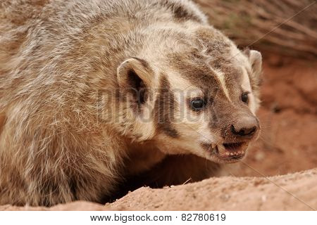 American Badger (taxidea Taxus)