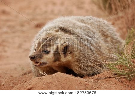 American Badger Sitting On The Dirt Ground