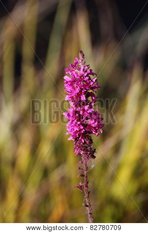 Purple Loosestrife