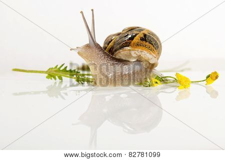 Snail Isolated On White .