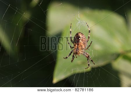Cross Orbweaver