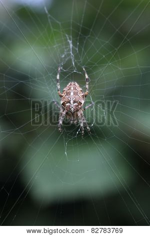 Cross Orbweaver