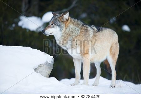 Wolf in the cold winter forest