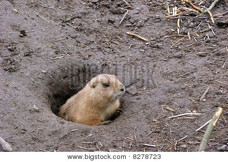 prairiedog