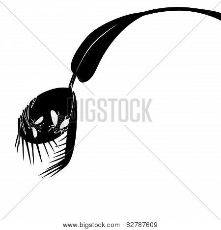 Venus Flytrap And Fly