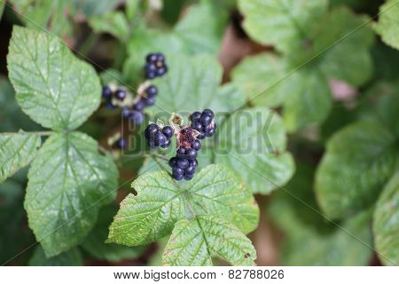 European Dewberries