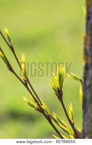 Opening Leaf Bud Of Populus