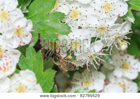 Bee gathers honey at cherry blossoms