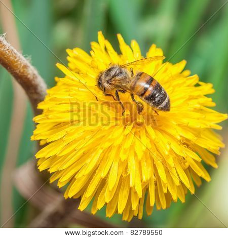 Bee gathers honey at dandelion