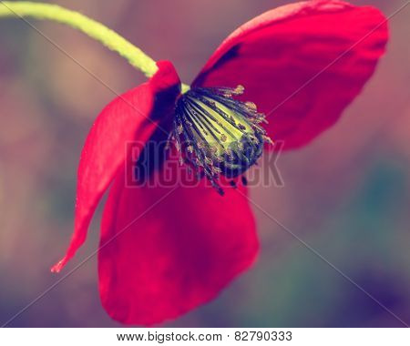 Pink poppy with retro filter effect