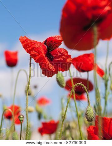 Poppies on meadow