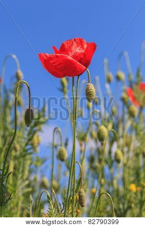 Poppy in the field