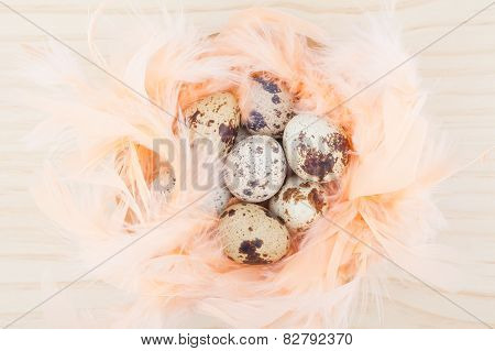 Quail eggs in feathers nest