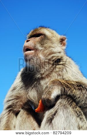 Barbaby Ape, Gibraltar.