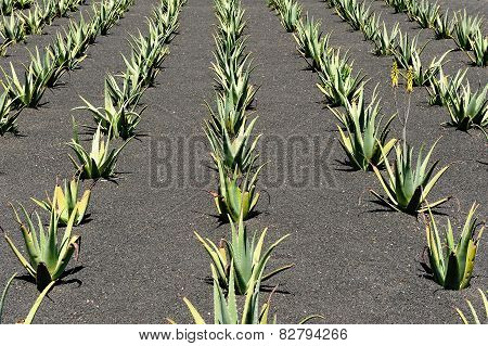 Aloe Vera Field, Lanzarote Island, Canary Islands, Spain