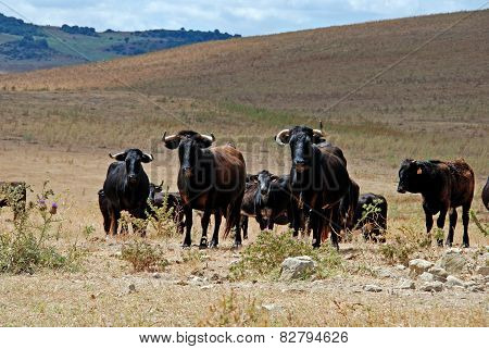 Bulls in field, Medina Sidonia.