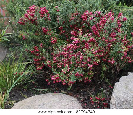 Gaultheria Mucronata