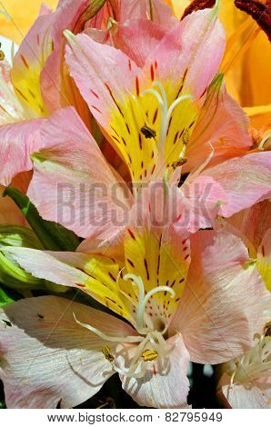Pink and yellow lillies.