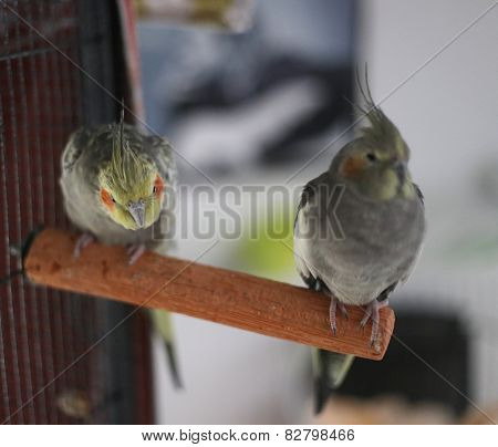 Cockatiel Couple
