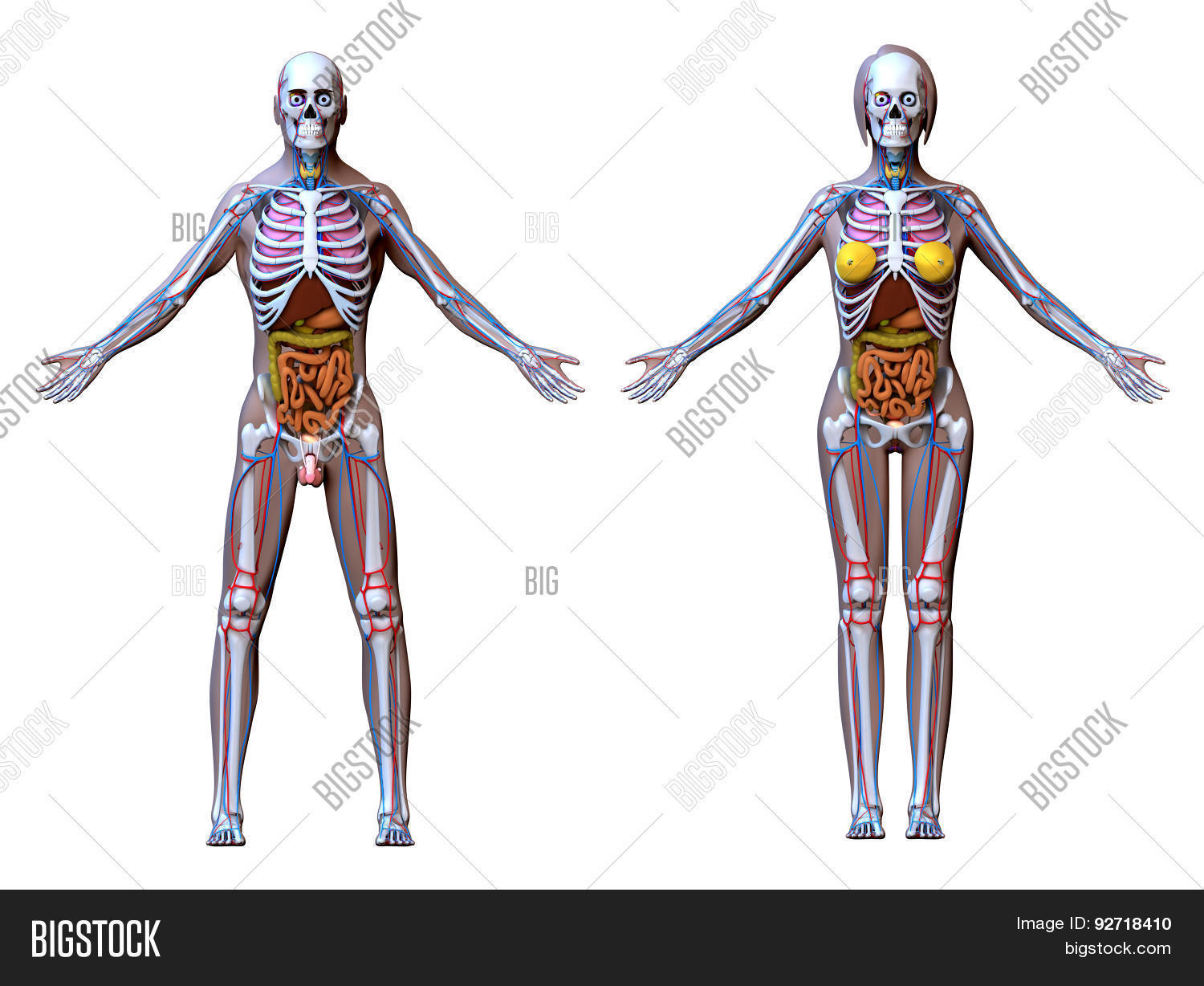 скелет лежит. анатомия мужчины и женщины. сужения пищевода анатомия физиологические и анатомические. матрас с ортопедическим и анатомическим эффектом. виды анатомии описательная.