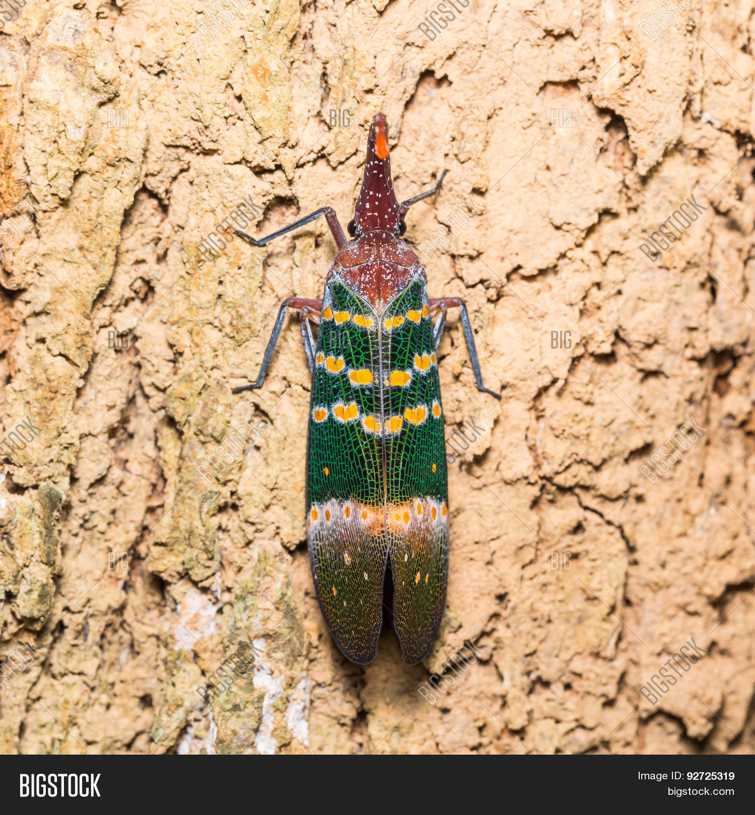 Pyrop Laternbug Pyrops Karenia Lantern Image & Photo (Free Trial) | Bigstock