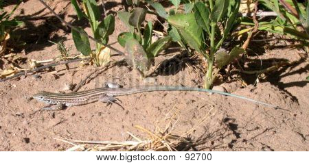 Whiptail Eidechse