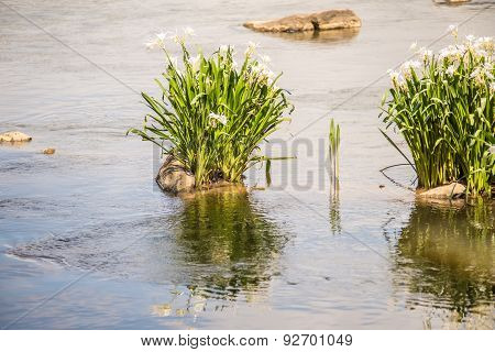 Spider Water Lilies In Landsford State Park South Carolina