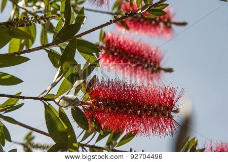 Bottlebrush