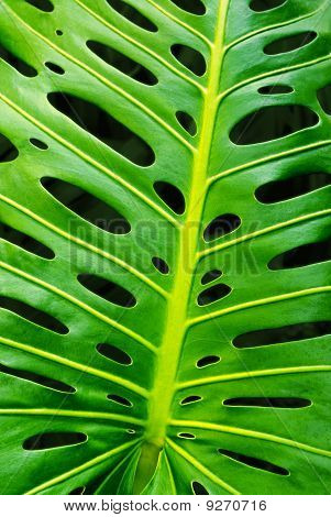 Monstera foglia