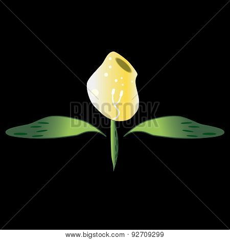 Night-flower
